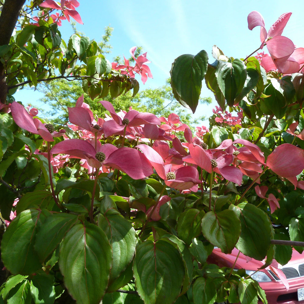 Cornus kousa x 'KNI44-2' ~ Rosy Teacups® Dogwood-ServeScape