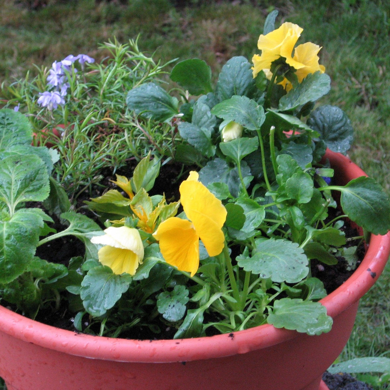 Viola x wittrockiana 'Premier Yellow Mix' ~ Premier Yellow Mix Pansy-ServeScape