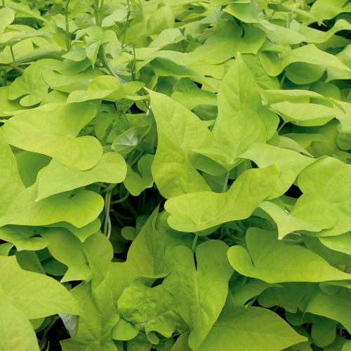 Ipomoea batatas ‘Marguerite’ ~ Proven Accents® Marguerite Sweet Potato-ServeScape