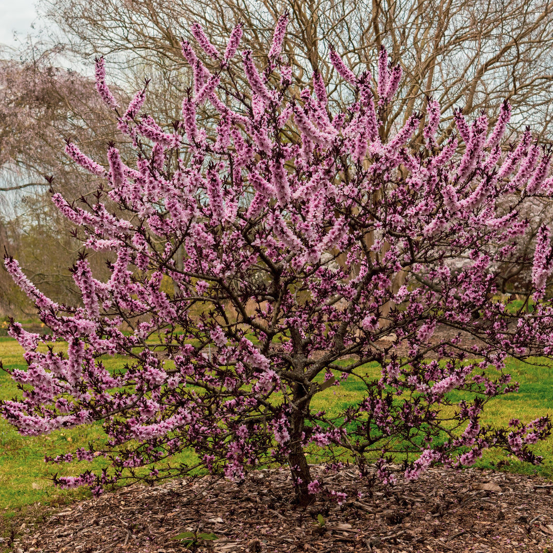 Prunus persica 'Bonfire' ~ Bonefire Dwarf Peach-ServeScape