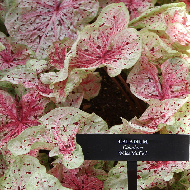 Caladium 'Miss Muffet' ~ Miss Muffet Caladium-ServeScape