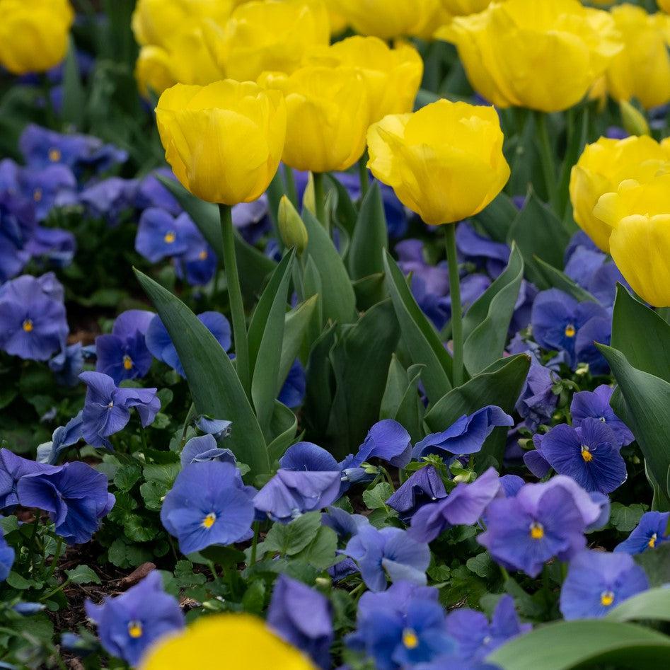 Viola x wittrockiana 'Inspire Plus True Blue' ~ Inspire® Plus True Blue Pansy-ServeScape