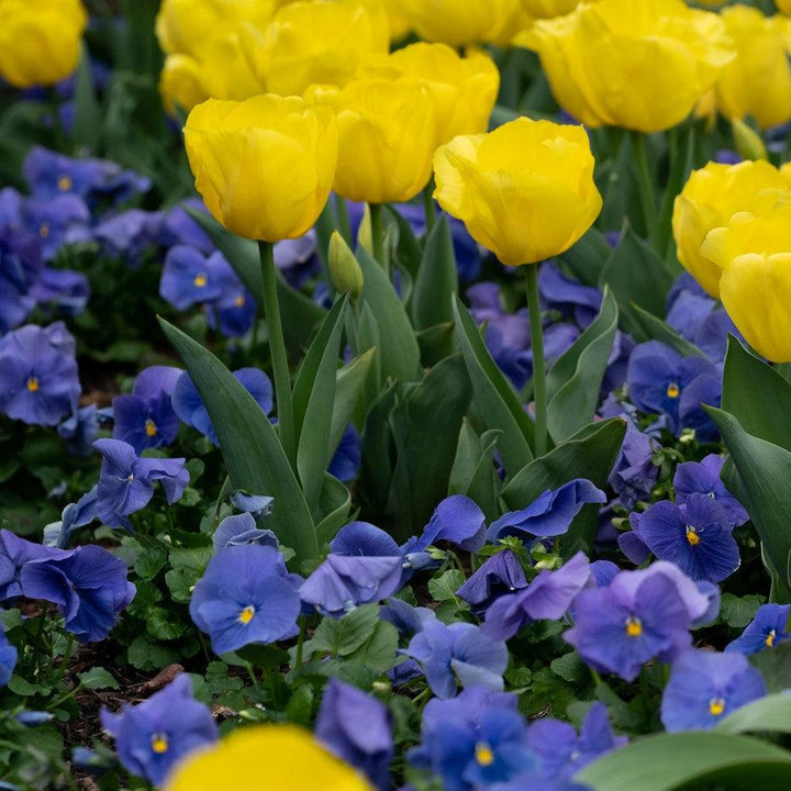 Viola x wittrockiana 'Inspire Plus True Blue' ~ Inspire® Plus True Blue Pansy-ServeScape