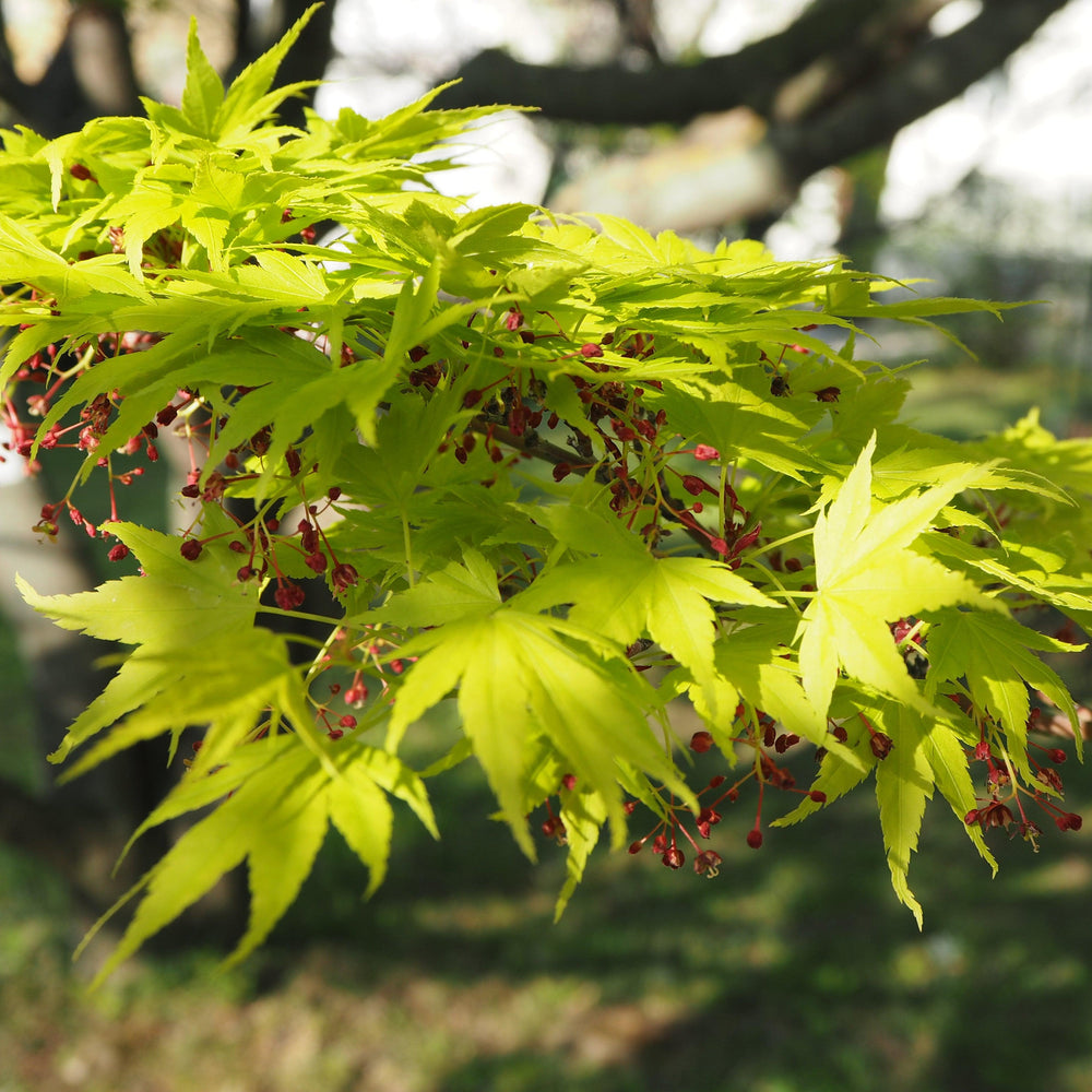 Acer palmatum 'Calico' ~ Calico Japanese Maple-ServeScape