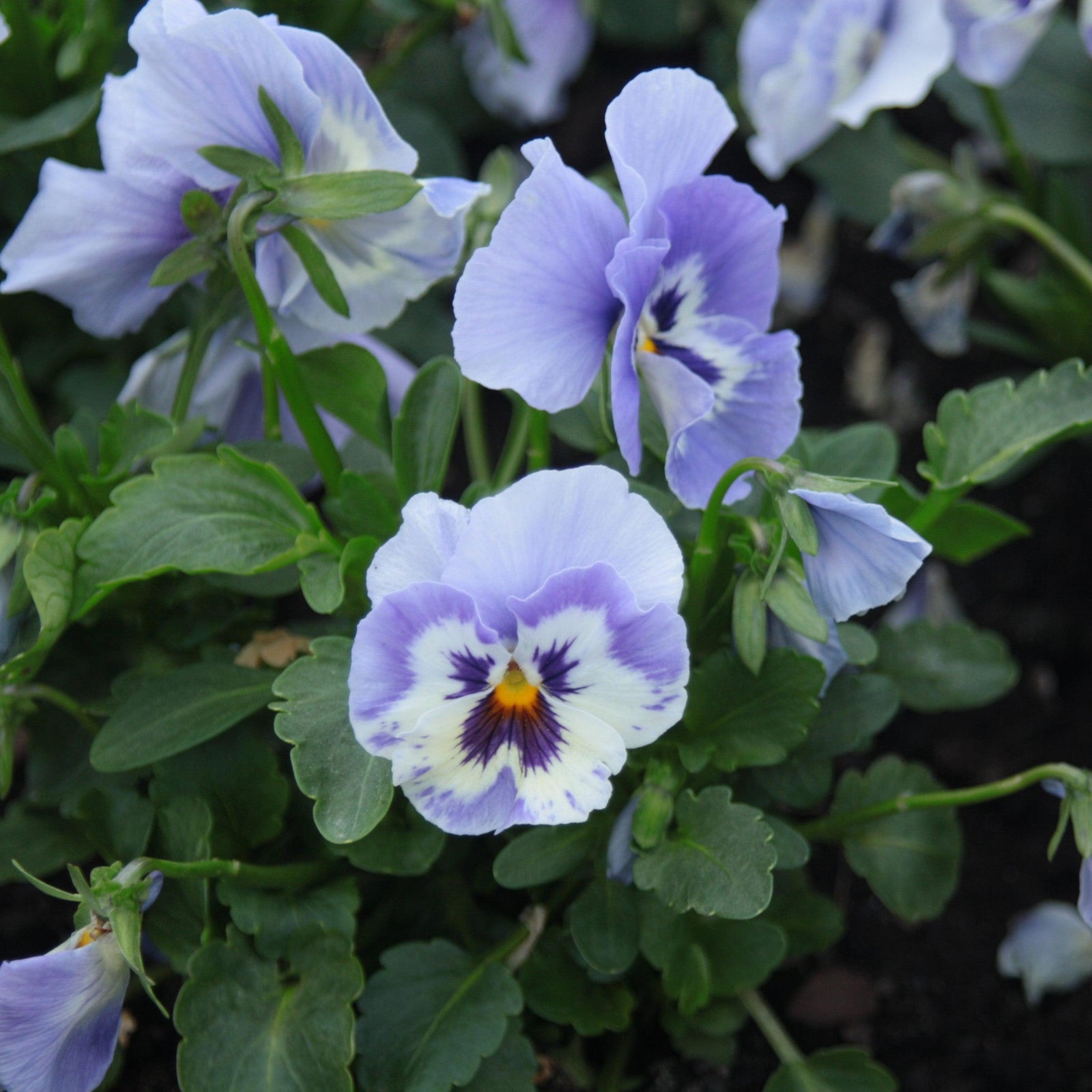 Viola x wittrockiana 'Inspire Plus Marina' ~ Inspire® Plus Marina Pansy-ServeScape
