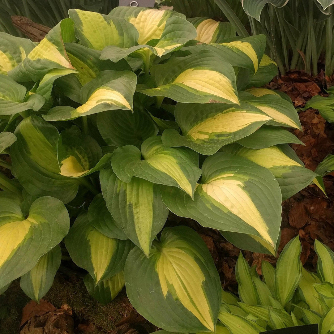 Hosta 'Dream Weaver' ~ Dream Weaver Hosta-ServeScape