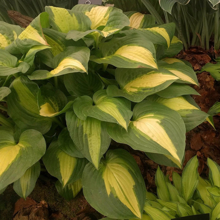 Hosta 'Dream Weaver' ~ Dream Weaver Hosta-ServeScape