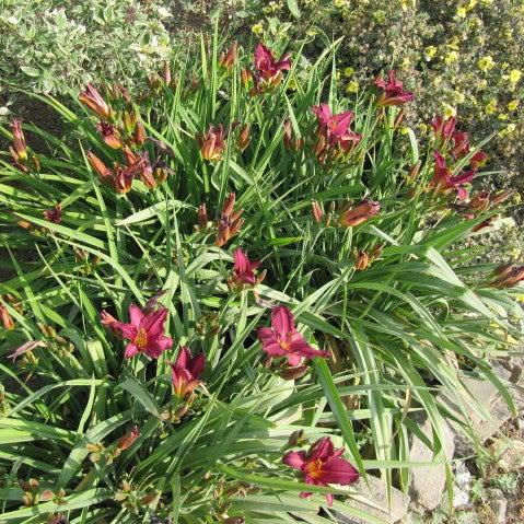 Hemerocallis 'Summer Wine' ~ Summer Wine Daylily-ServeScape