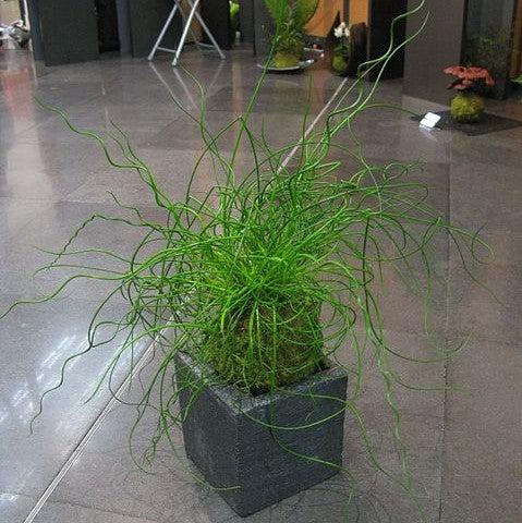 Juncus effusus 'Big Twister' ~ Big Twister Corkscrew Rush-ServeScape