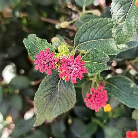 Lantana camara 'Carlos' ~ Carlos Lantana-ServeScape