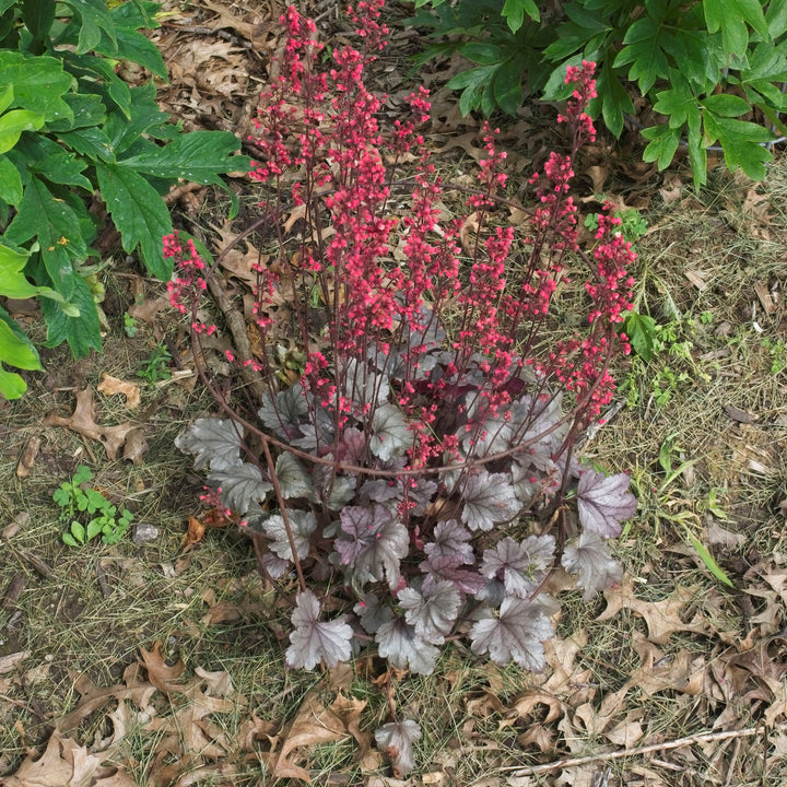 Heuchera 'Silver Gumdrop' PP29207 ~ PW® Dolce® Silver Gumdrop Heuchera-ServeScape
