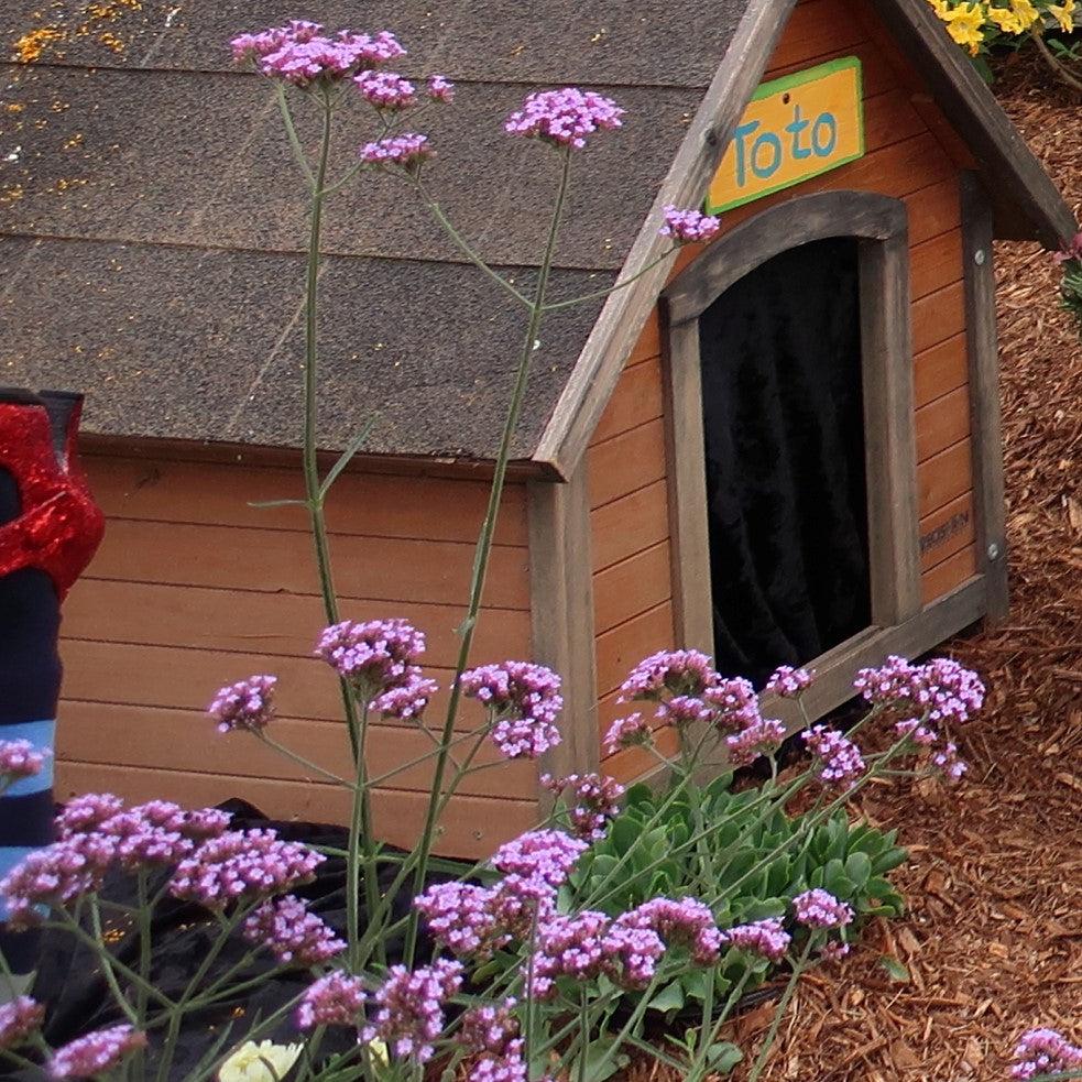 Verbena bonariensis 'Lollipop' ~ Lollipop Verbena-ServeScape