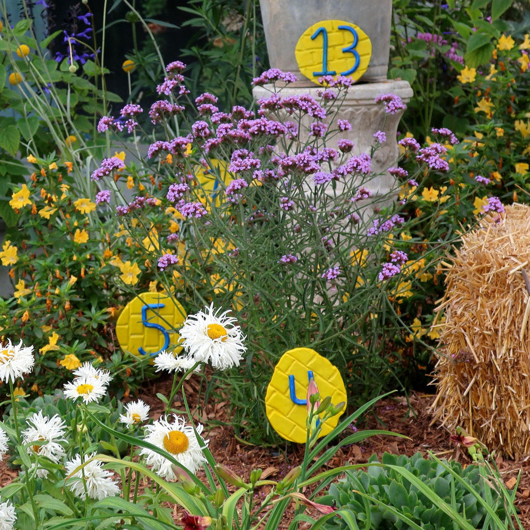 Verbena bonariensis 'Lollipop' ~ Lollipop Verbena-ServeScape
