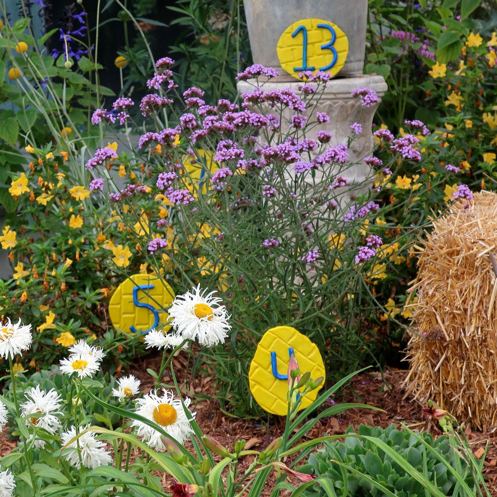 Verbena bonariensis 'Lollipop' ~ Lollipop Verbena-ServeScape