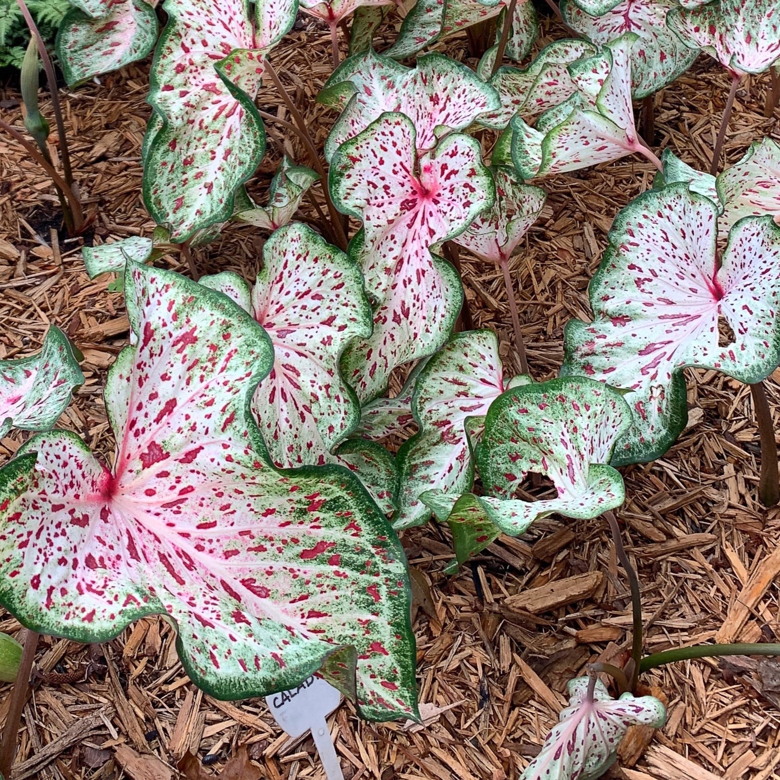 Caladium 'Gingerland' ~ Gingerland Caladium-ServeScape