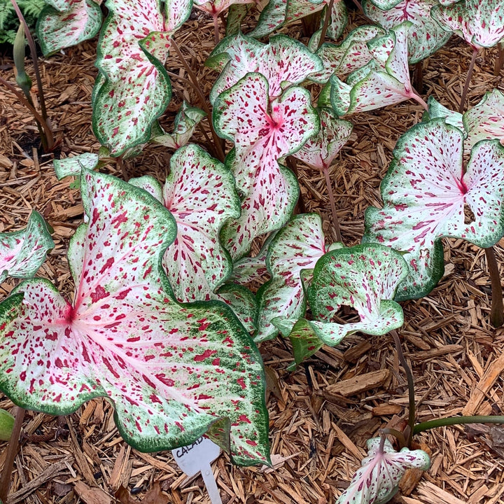 Caladium 'Gingerland' ~ Gingerland Caladium-ServeScape