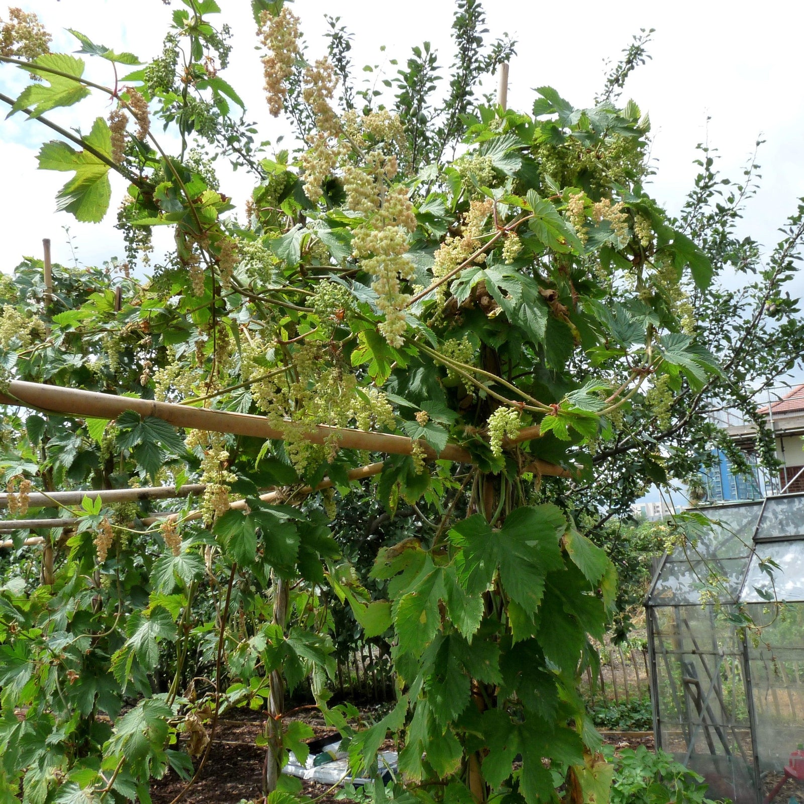Humulus lupulus 'Fuggle' ~ Fuggle Hops-ServeScape