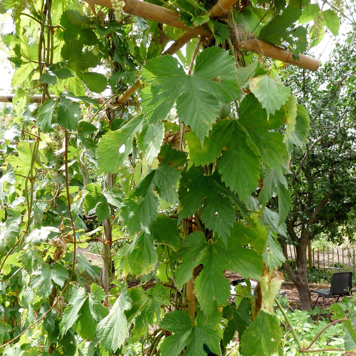 Humulus lupulus 'Fuggle' ~ Fuggle Hops-ServeScape