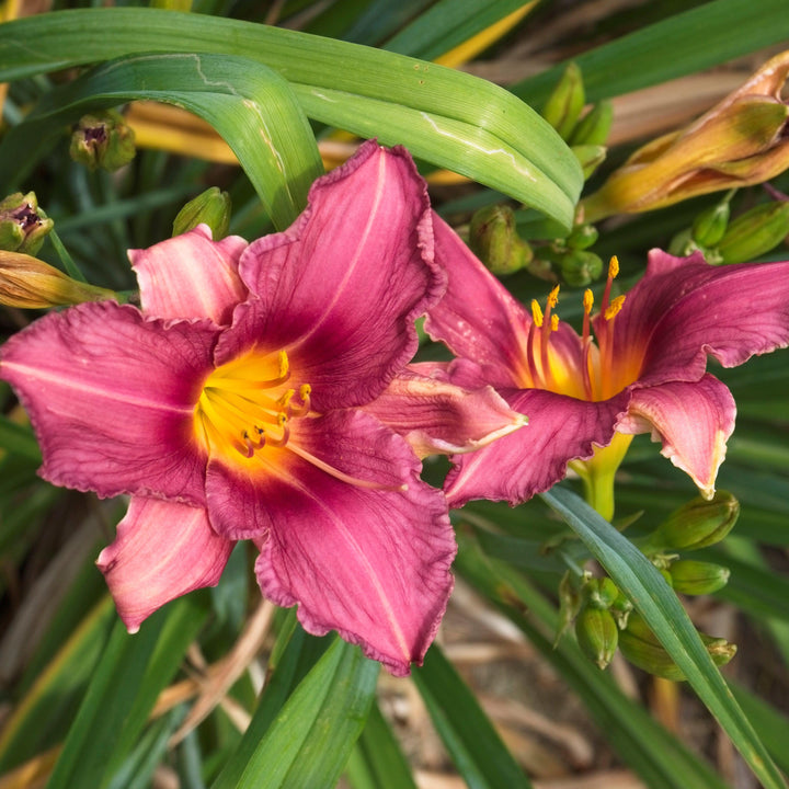 Hemerocallis 'Summer Wine' ~ Summer Wine Daylily-ServeScape