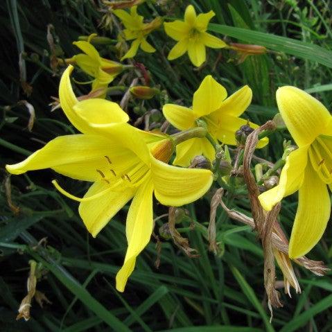 Hemerocallis 'Yangtze' ~ Yangtze Daylily-ServeScape