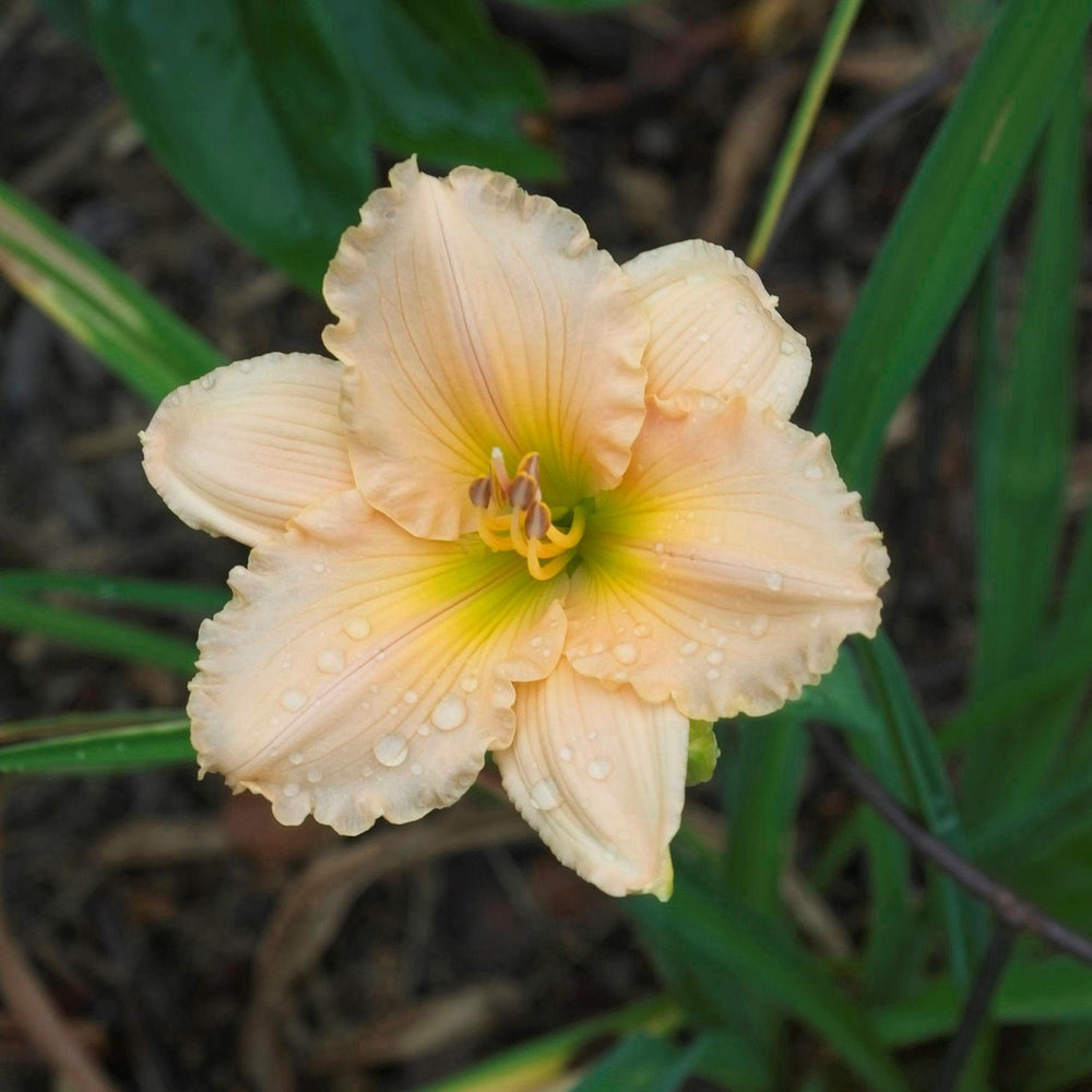 Hemerocallis 'Lullaby Baby' ~ Lullaby Baby Daylily-ServeScape