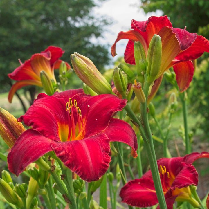 Hemerocallis 'Chicago Apache' ~ Chicago Apache Daylily-ServeScape