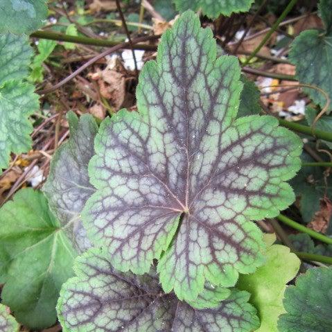 Heuchera x villosa ‘Carnival Cocomint’ ~ Carnival Cocomint Coral Bells-ServeScape