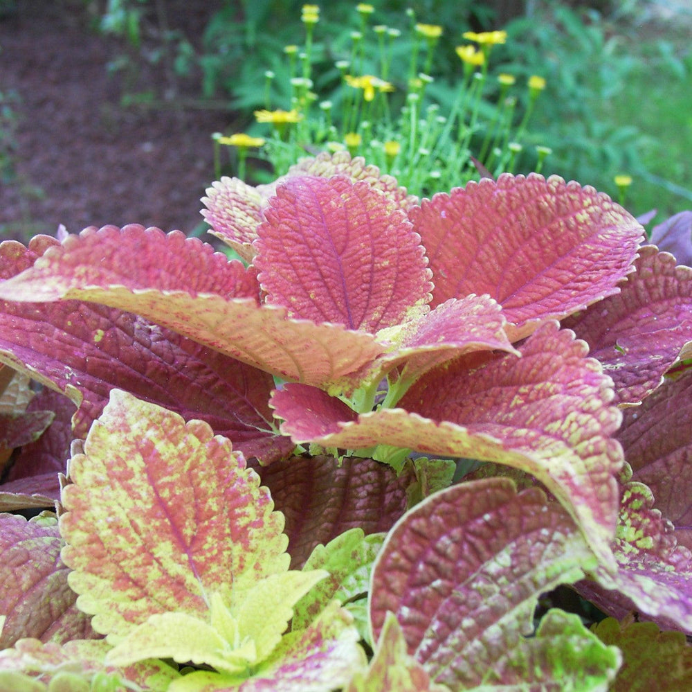 Solenostemon ‘Solar Sunrise’ ~ Solar Sunrise Coleus-ServeScape