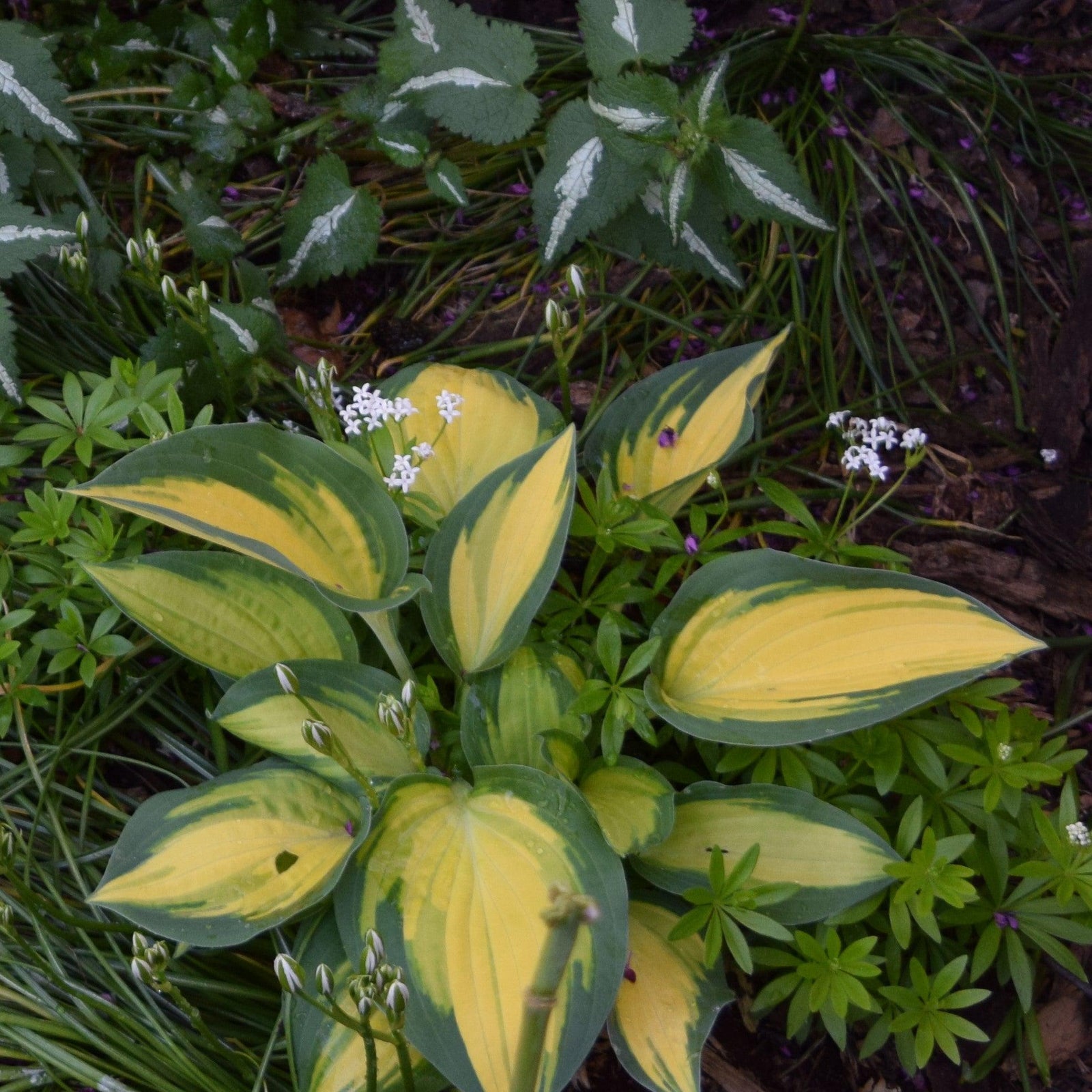 Hosta 'Orange Marmalade' ~ Orange Marmalade Hosta-ServeScape