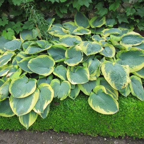 Hosta 'Forest Fire' ~ Forest Fire Hosta-ServeScape