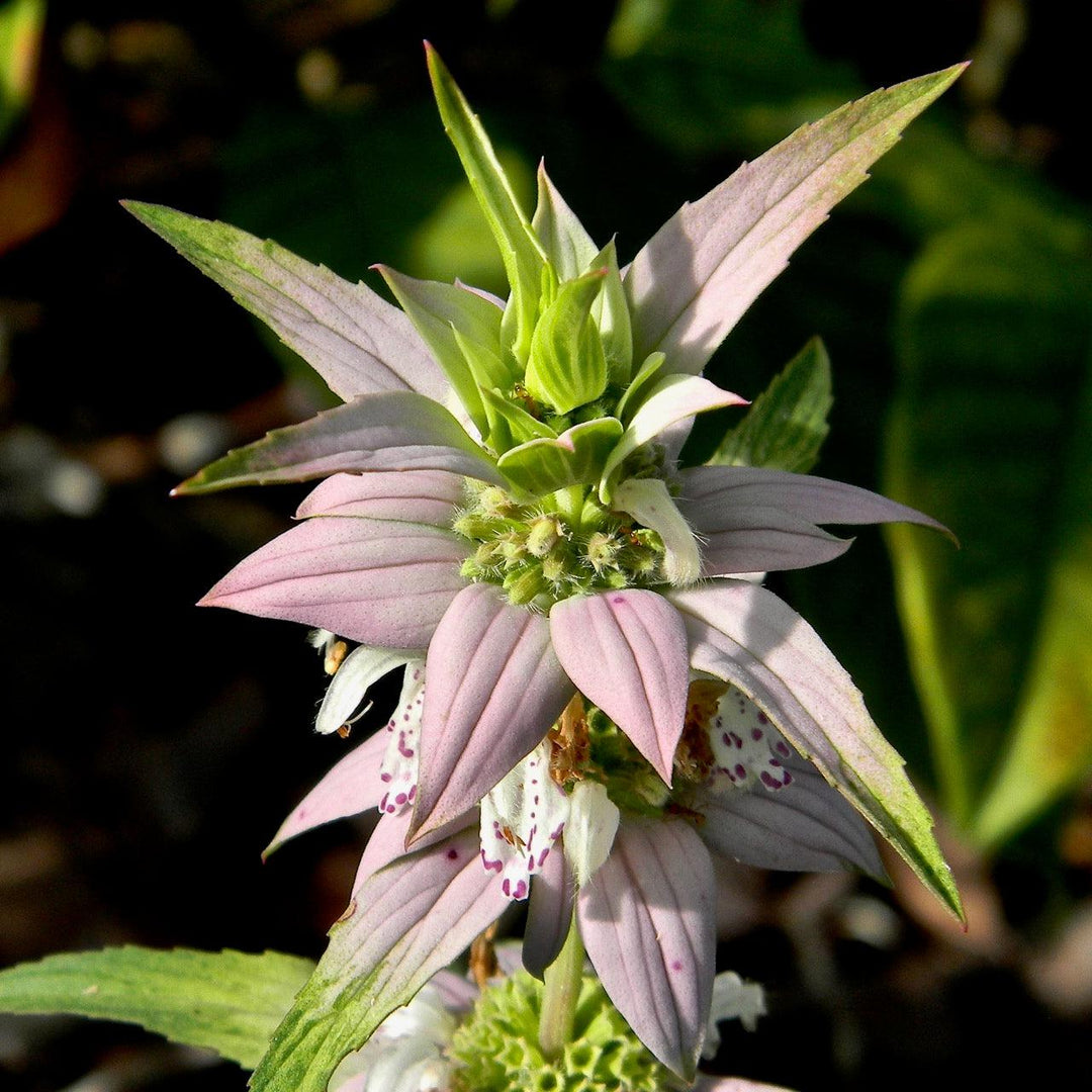 Monarda punctata ~ Spotted Beebalm-ServeScape