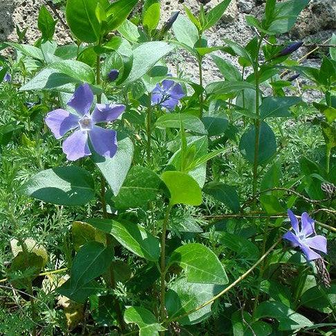 Vinca major ~ Large Leaf Periwinkle-ServeScape
