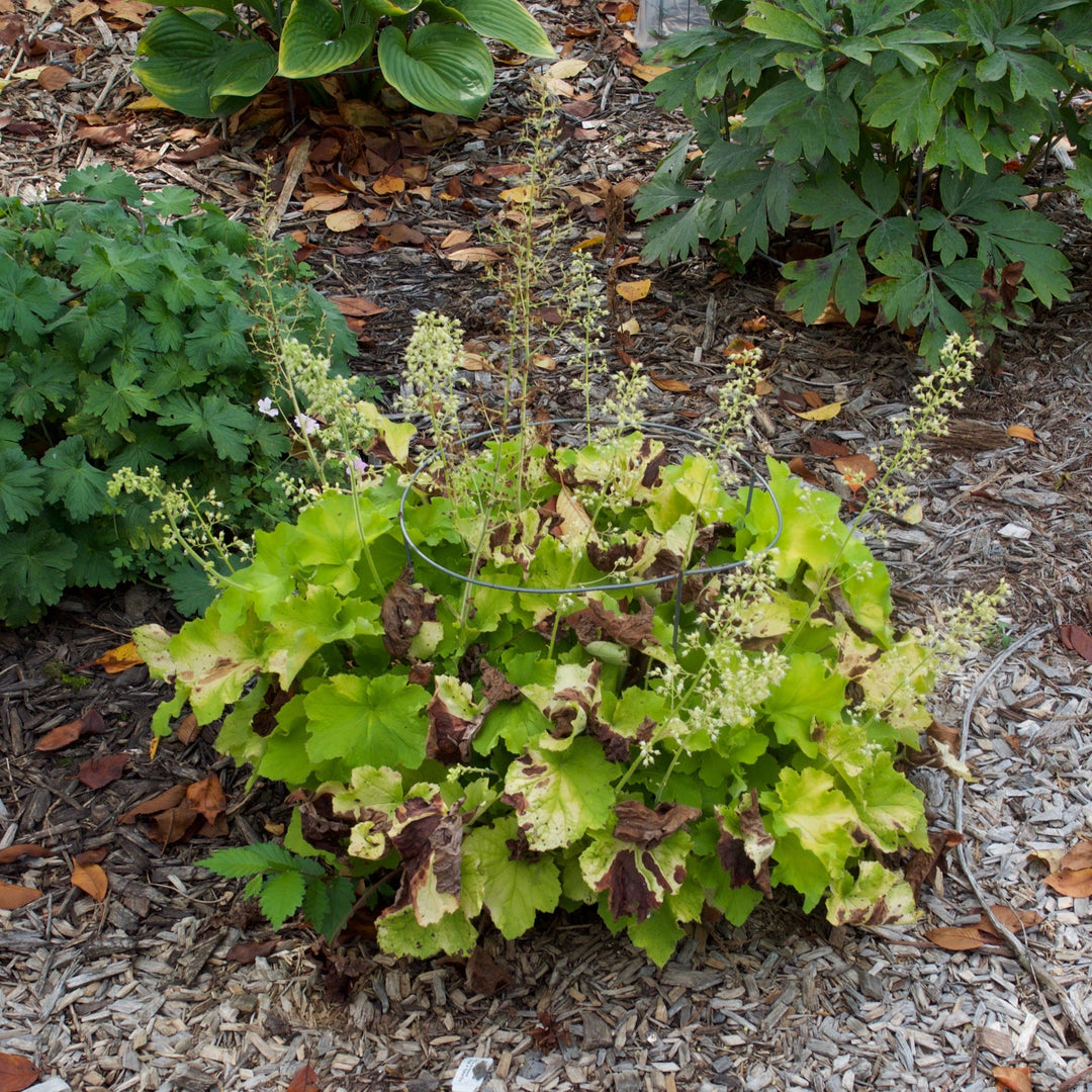 Heuchera 'Guacamole' ~ Guacamole Heuchera-ServeScape