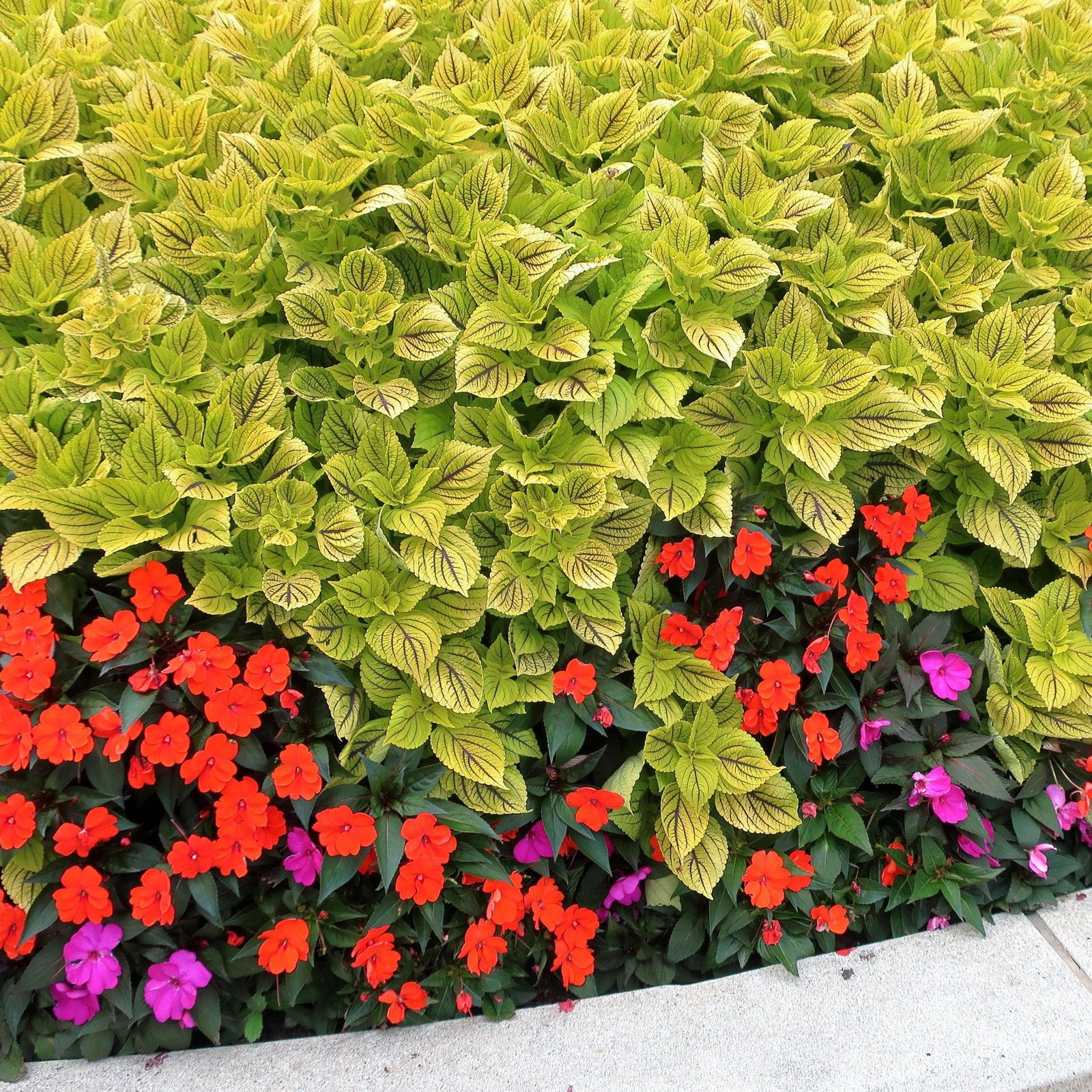 Solenostemon scutellarioides ‘Happy Line’ ~ Happy Line Coleus-ServeScape