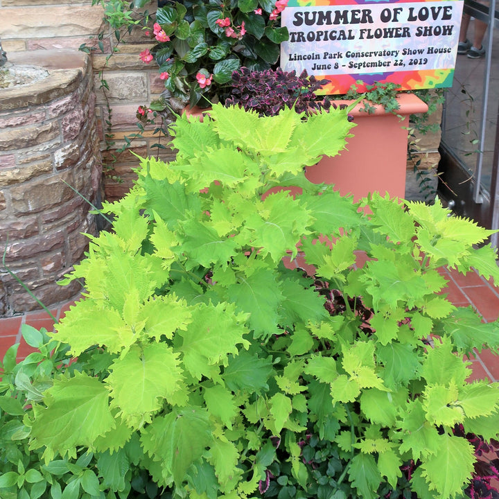 Solenostemon scutellarioides ‘UF0843’ ~ Wasabi Coleus-ServeScape