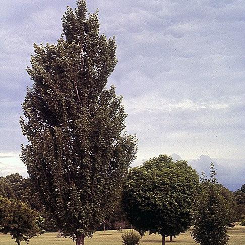 Acer rubrum 'Armstrong'~ Armstrong Red Maple-ServeScape