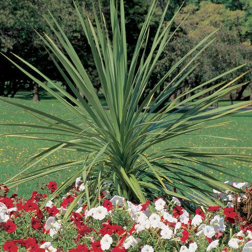 Dracaena indivisa ‘Spikes’ ~ Proven Accents® Spikes Dracaena-ServeScape