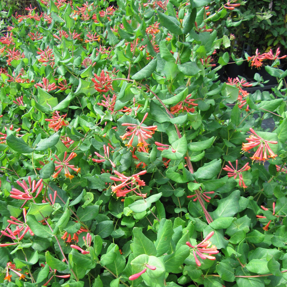 Lonicera sempervirens 'Dropmore Scarlet' ~ 'Dropmore Scarlet' Honeysuckle-ServeScape