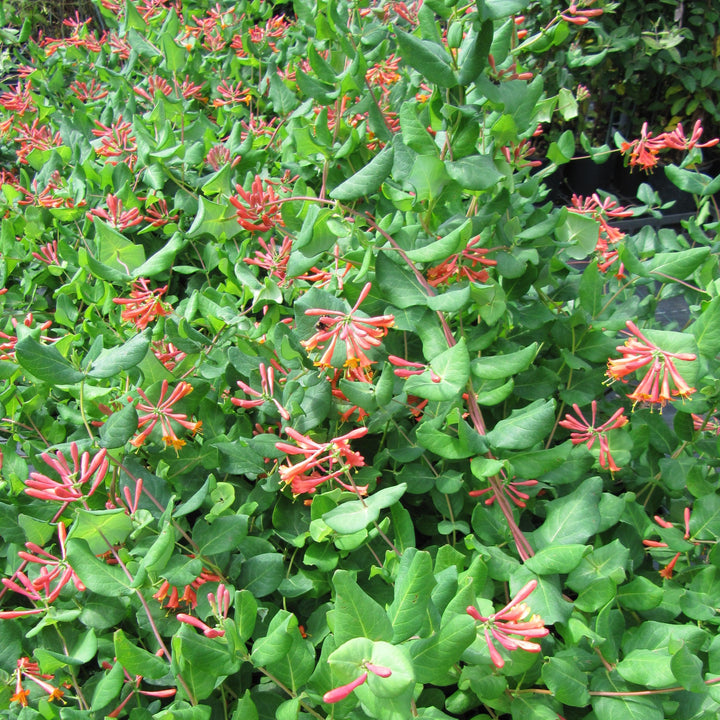Lonicera sempervirens 'Dropmore Scarlet' ~ 'Dropmore Scarlet' Honeysuckle-ServeScape