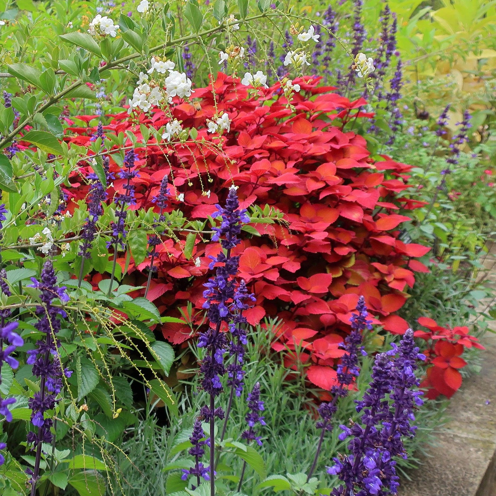 Solenostemon scutellarioides ‘UF12-22-1’ ~ Campfire Coleus-ServeScape