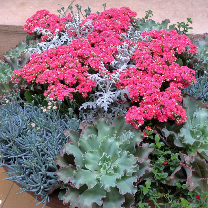 Senecio cineraria 'Silverdust' ~ Silverdust Dusty Miller-ServeScape