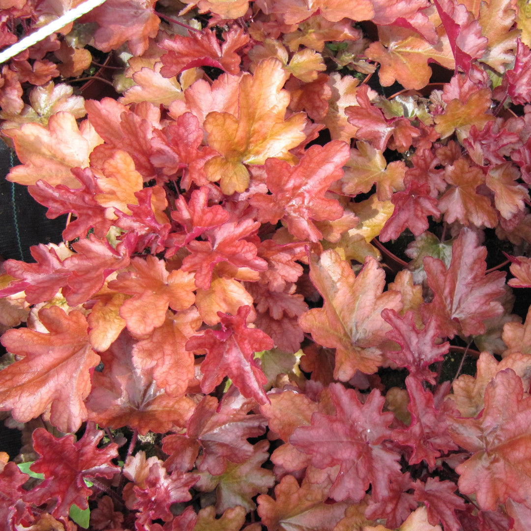 Heuchera x 'Peach Flambe' ~ Peach Flambe Coral Bells-ServeScape