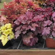 Heuchera ‘Georgia Plum’ ~ Georgia Plum Coral Bells-ServeScape