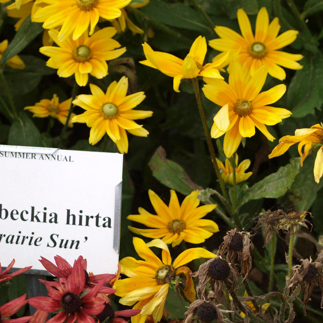 Rudbeckia hirta 'Prairie Sun' ~ Prairie Sun Black-Eyed Susan-ServeScape
