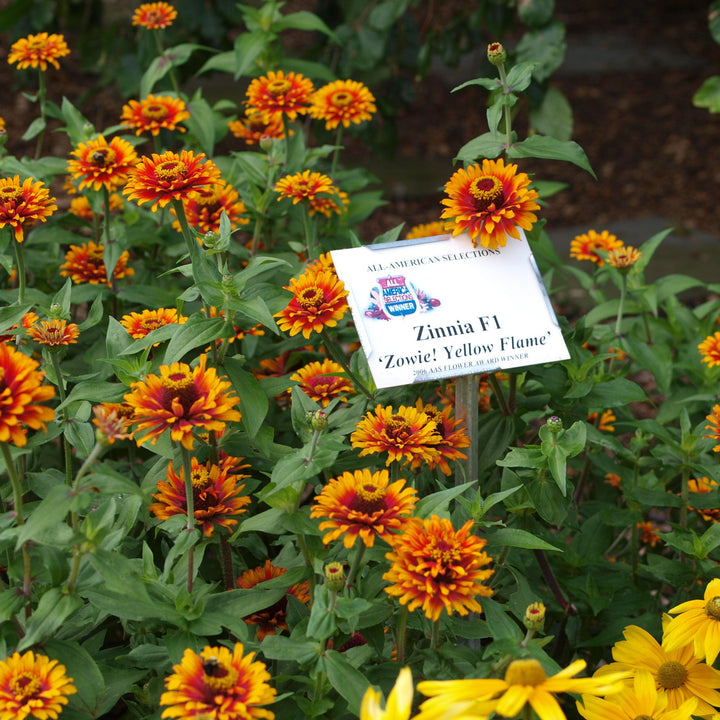 Zinnia elegans ‘Zowie yellow flame’ ~ Zowie!™ Yellow Flame Zinnia-ServeScape