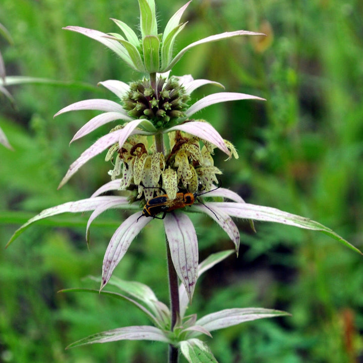 Monarda punctata ~ Spotted Beebalm-ServeScape