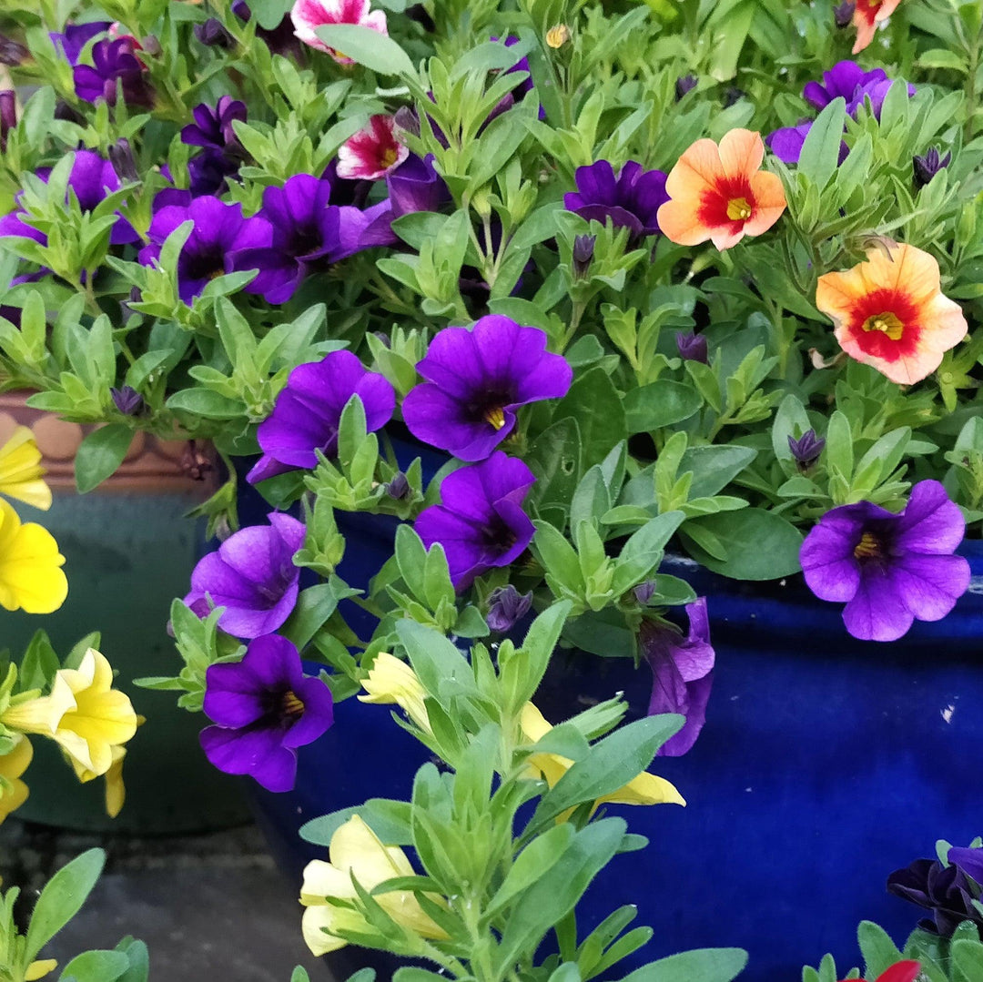 Calibrachoa 'Aloha Kona Midnight Blue' ~ Aloha Kona Midnight Blue Calibrachoa, Million Bells-ServeScape