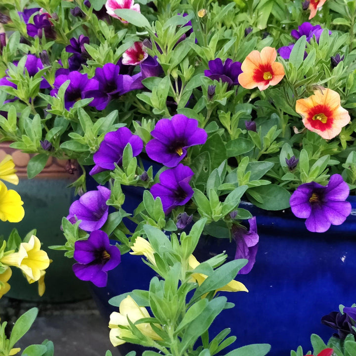 Calibrachoa 'Aloha Kona Midnight Blue' ~ Aloha Kona Midnight Blue Calibrachoa, Million Bells-ServeScape