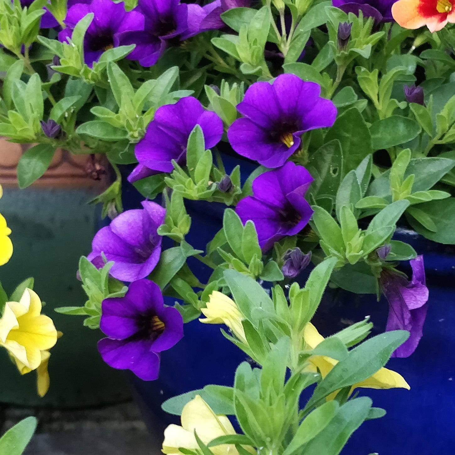 Calibrachoa 'Calitastic Violaceous' ~ Calitastic® Violaceous Calibrachoa-ServeScape