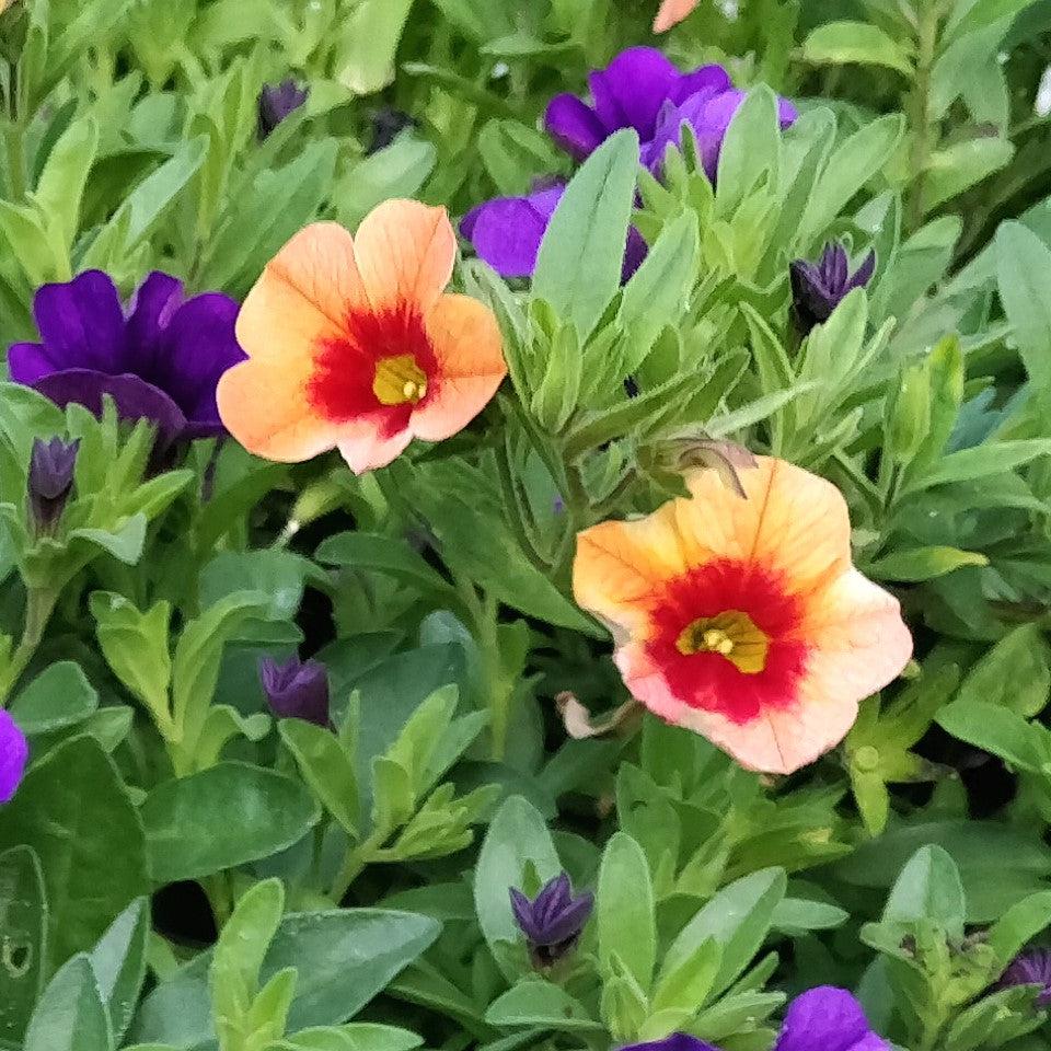 Calibrachoa 'Wescacalispusp' ~ Calitastic® Pumpkin Spice Calibrachoa-ServeScape